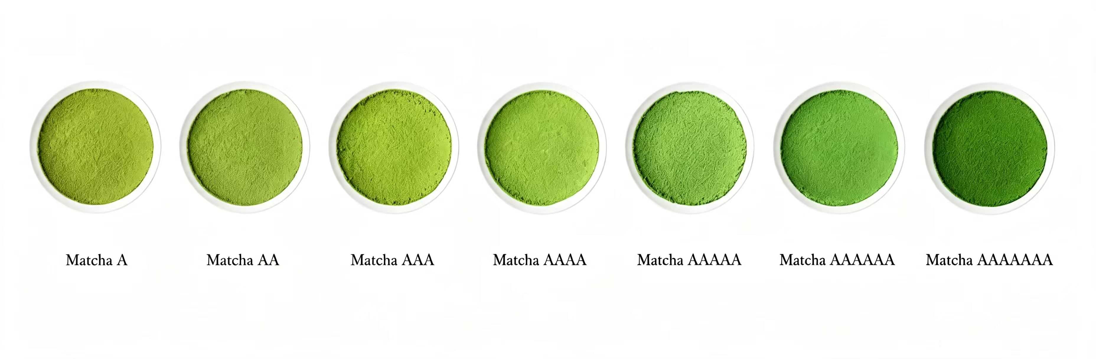 Quality & Certifications Matcha grades progressing from light to dark green