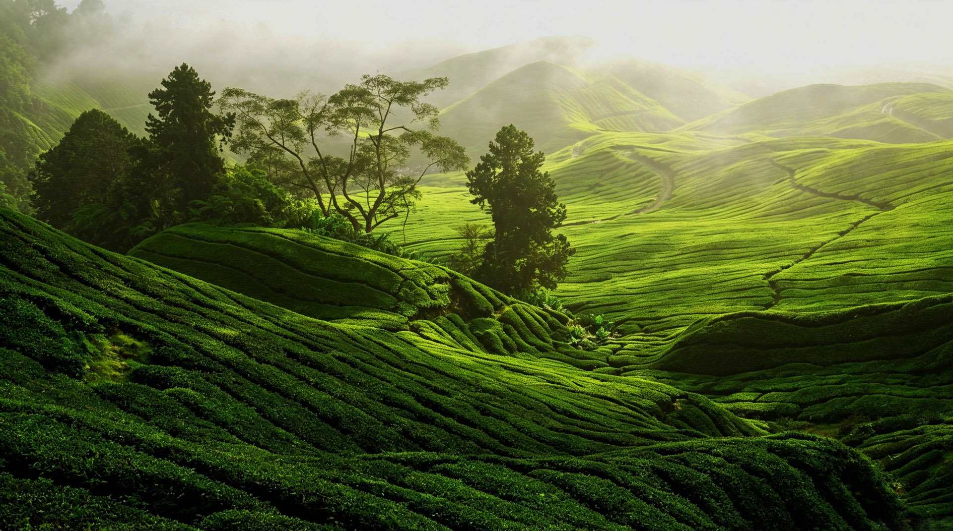 Sunlit mountain tea garden