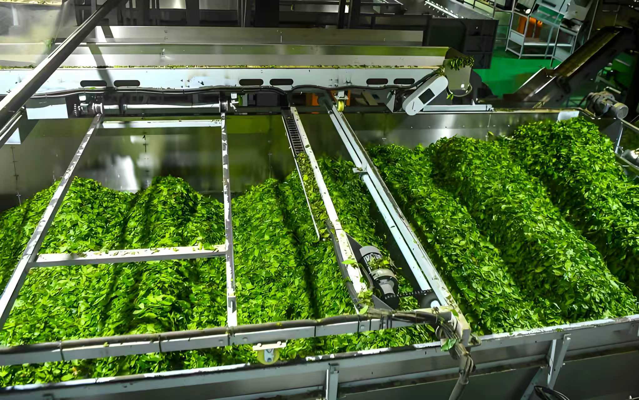 Fresh tea leaves moving through a processing line