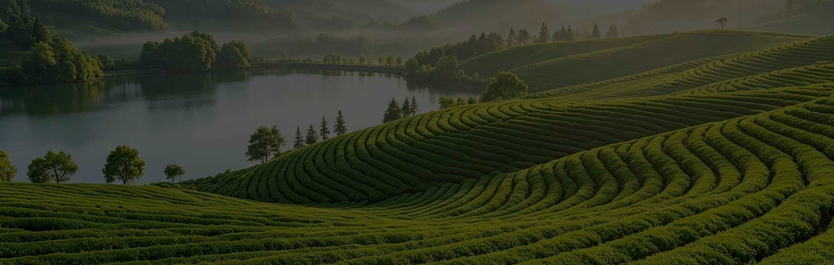 Panoramic tea garden beside a calm lake